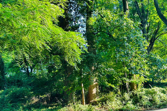 Driveway entrance - 825 West Miner Street West Chester, PA House for Rent