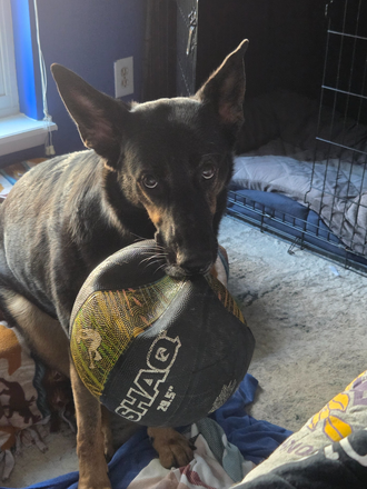 Dog 2: Andromeda - Cute Townhome Near Bus Stop - Utilities Included and Furnished Fully