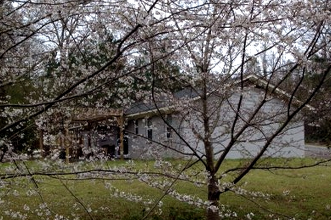 house viewed through cherry tree blossoms - Cottage-style house just off Highway7S in private, wooded area