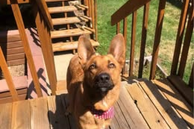 There is a dog at this house! - Boulder Summer Sublease **Female Preference