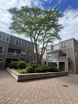 Beautiful tree outside window - 20 Chestnut St, 2Bed Near BU Bridge & Central Square. Condo