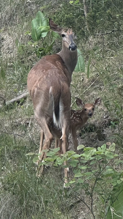 Deer roam freely. Foxwood Fawn House. - Foxwood Fawn House- 15 minutes from Purdue