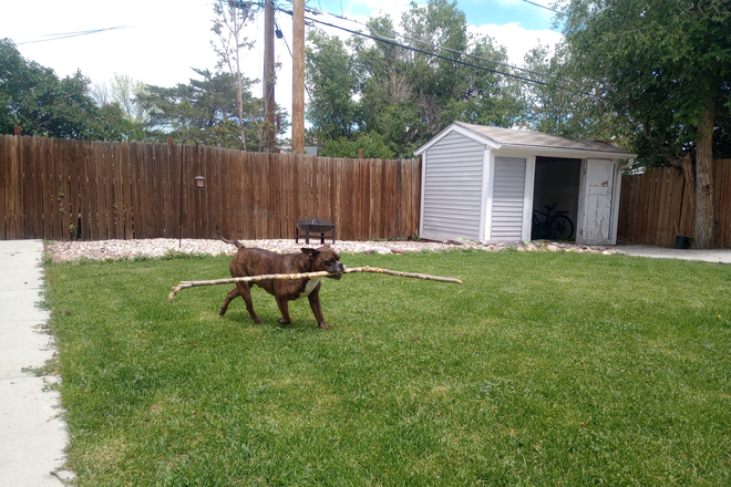 Yard ft. dog (not pictured: gardening beds, second shed) - Full basement in a cozy house w/ CU Faculty!