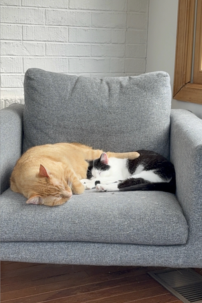 Pumpkin and Kiwi Chillin! - 3400 Purdue St. House