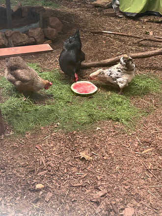 My 3 backyard hens add a touch of homestead living. - Decatur 1 bedroom furnished, “green” apt.