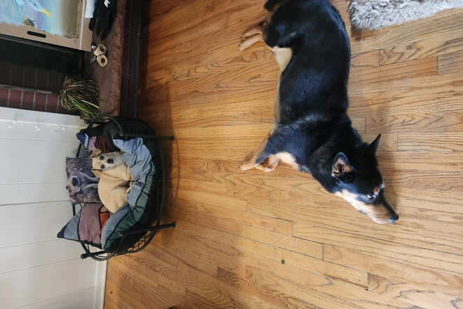 dogs - Room in house with 2 other roommates