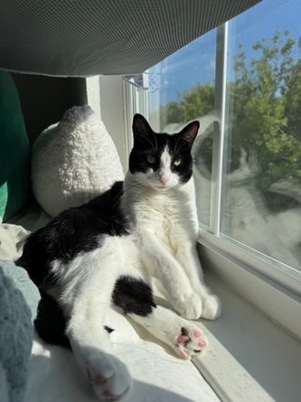 Our kitty Maisie - Cortland Brighton Bay