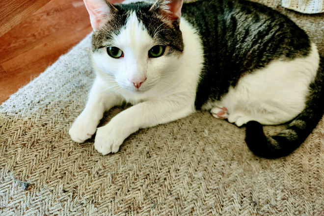 Louis the cat - cuddly, but tummy rubs are a no go - Room in LGBTQ house