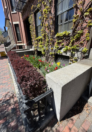 Spring tulip bed and ivy on the brick facade at the granite entry stoop. - 61 OTIS — Furnished Historic Residence, East Cambridge near Kendall Square Townhome