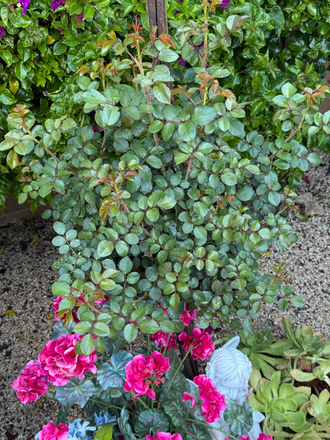Flowers in yard - PRIVATE STUDIO ROOM Furnished Clean Quiet Safe, PRIVATE BATH, KITCHENETTE House