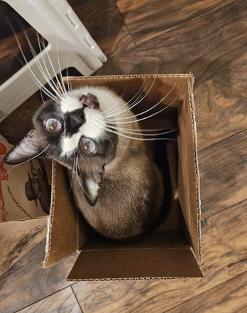Roomate's cat Ruby! - Cute Wimbledon Condo - Women Only