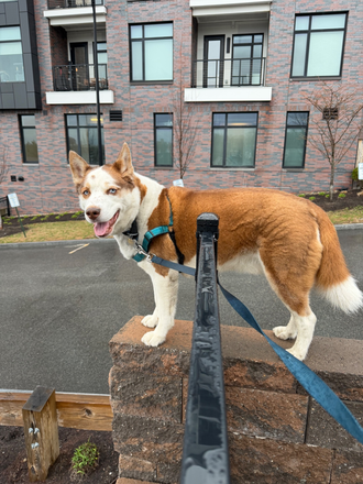 Kiba - Emotional Support Doggo of the House! - 3 Rooms Available for Sept 1st! Looking for 3 Wholesome Housemates to share a Modern 4 Bed 2 Bath