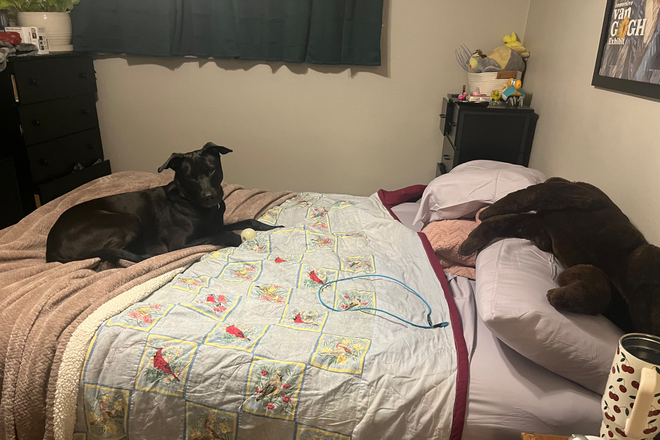 Bedroom - Affordable apartment right next to campus