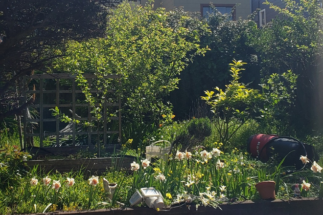 The back Garden. A Shelter from the City. Now more grown - Penthouse Views: Small Deck & Yard: Quiet Single Room: Housemate is away until November 26