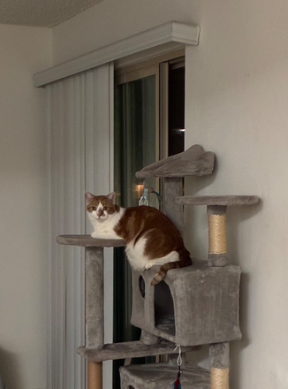 Kyo on his tree in the living room, right next to patio door - Stanford, UTC apartments