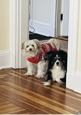 The Dogs- Angel and Bella - Rent one or two bedrooms to international female student non-smoker