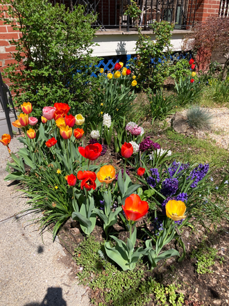 Front Garden (Spring 2026) - Beautiful, Sunny 4 BR University City Faculty Home
