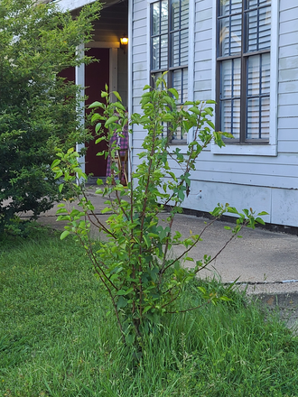 - Mid -Town apartment for Rent