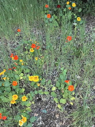 front yard flowers - PrivRoom, all utilities incl, fully furnished, in-house laundry