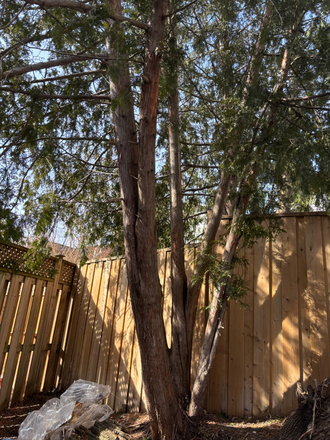 View to the backyard - 2 Bright, Furnished Bdrms, 2Baths; in a lovely quiet house, utilities and internet.