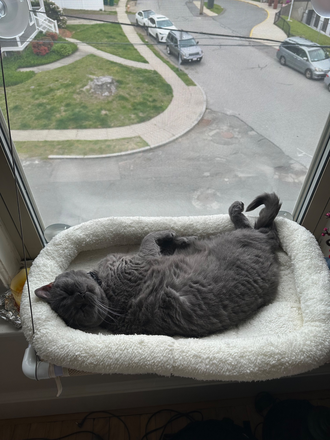 Cat you’d live with - Seeking roommate for 2 bed/2bath apartment after September 1