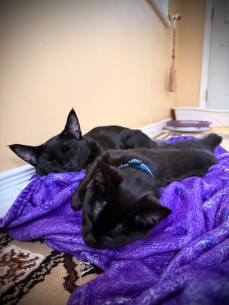  - 1 Bedroom + Bathroom with In-suite Laundry in 2 Bedroom 2 Bathroom Apartment