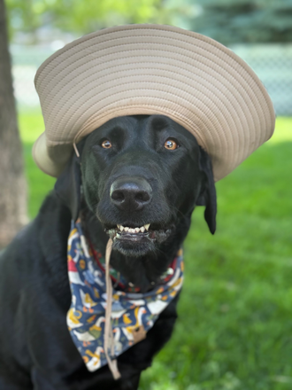 Forest — doggo 1 - HUGE private room & bathroom in beautiful neighborhood House