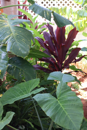 Outside Garden - Au's  Rentals House