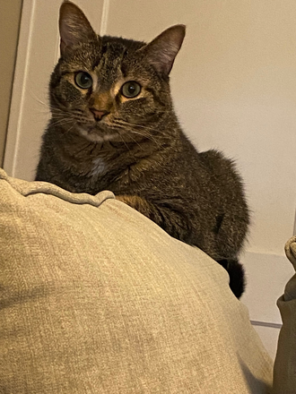 Kitty cat, Lilo - Lovely home, easy walk to campus, private BR, LR & small kitchen; Bath; W&D privileges, porch & deck