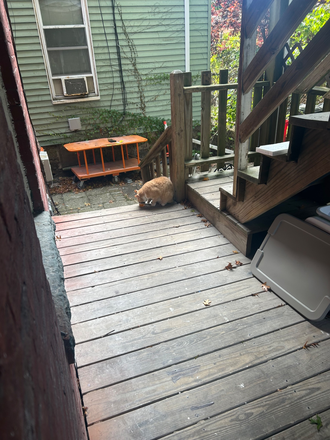 Back porch and stray cat - Town House First Floor
