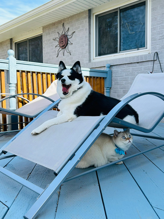 A deck at the backyard - The Blue Tulips - a spacious furnished bed room basement; separate entrance. House