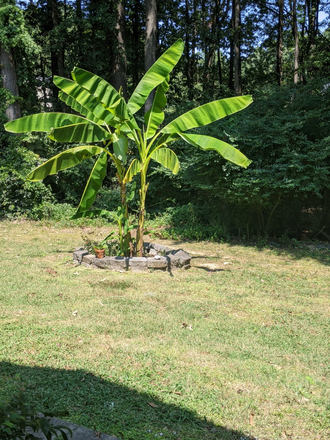 banana tree in the yard - Charming Duplex on Chapel Hill/Durham Border Duplex