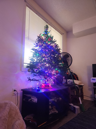 Tree in Living Room - Spring Semester Room Sublet at Washington Avenue Basement Catholic Guys Apartment