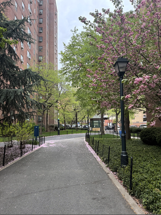 Outside view - Looking for 1 female roommate for 3 bed, 2 bath apartment in Peter Cooper Village