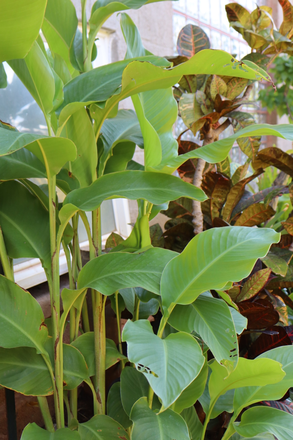 Outside Garden - Au's  Rentals House