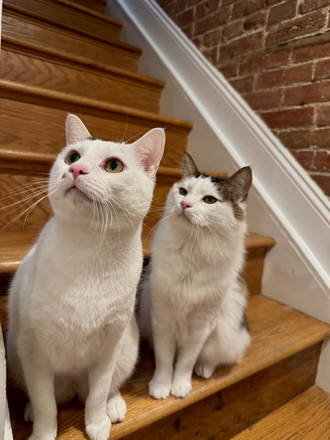Our cats - 3bed-2.5 bath house on C91 line