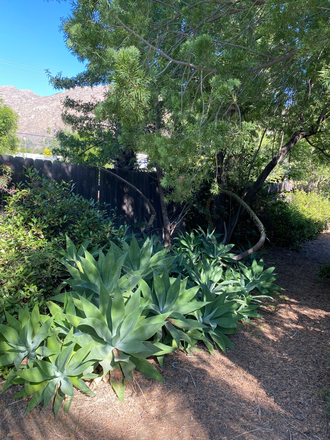 Side of the house, view from rental bedroom - Private Room, private bath, walk to UCR House