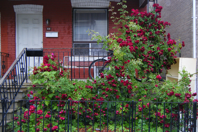 outside - Sunny Room in Comfy, Clean, Family Home. 1 Dog Optional Meal Plan. Quiet & Safe. 24hr Transit Close