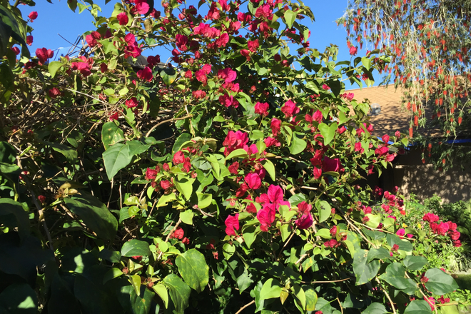 Bottle brush tree back in the spring - Twinbrook