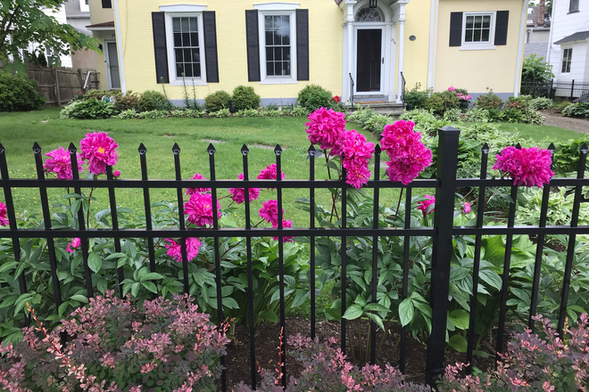 Front garden - Furnished 1BR apt-Nassau St-Princeton