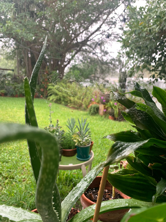 Back yard - Fabulous 5/3 Lakefront, walking distance to UM House