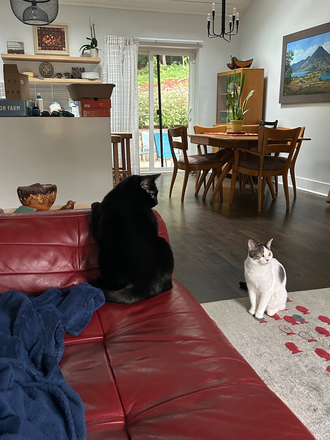 Kitchen and dining area - Room to Rent in MCM Bungalow House