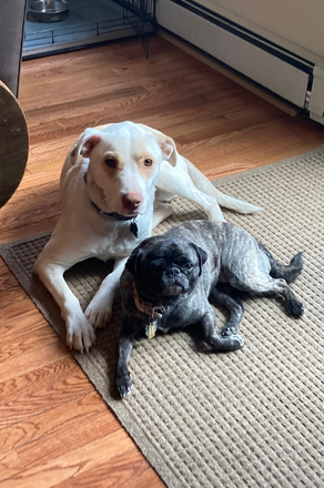 dogs in house - Furnished room in shared home-Nassau St-Princeton