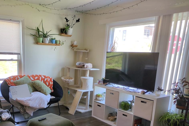 1/2 living room, cat tree will be gone - 1 Room for Rent in 3 Bedroom Home, Walkable to Campus