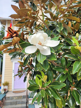 Magnolia trees blooming in front - Spacious, Renovated Historic Home near Freret & Campus!