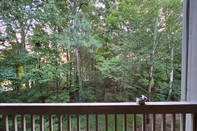 Balcony view - Campus Crossings Spring Apartment $810 All Utilities Included