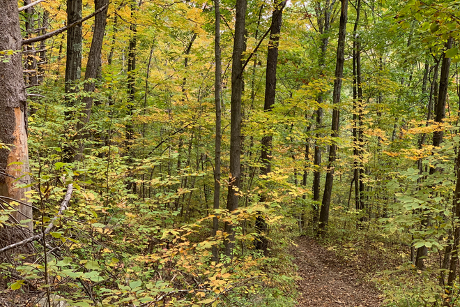 Forest trail behind house - Sunny room in lovely furnished home by forest, $800