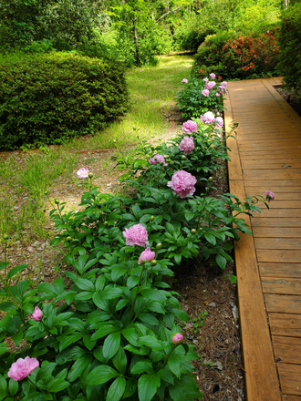 Peonies - Into The Woods and Onto the UNC Campus in Less than 10 Minutes House