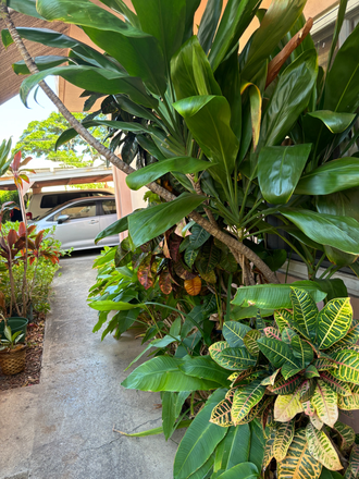 Lots of beautiful plants surrounding building - Extra large furnished bedroom, walk in closet,  2 bedroom apartment in