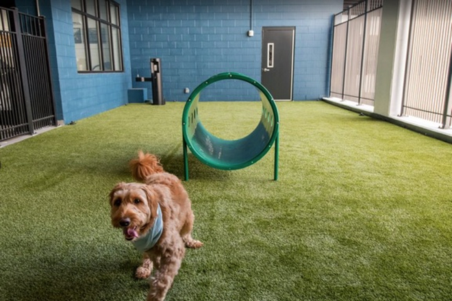 Pet Playgroung - Avalon Towson Apartments